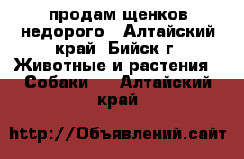 продам щенков недорого - Алтайский край, Бийск г. Животные и растения » Собаки   . Алтайский край